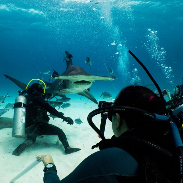 SCUBA Network SCUBA diving Hammerhead Shark Bahamas