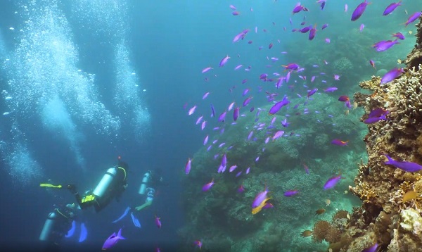 SCUBA Network diving trips