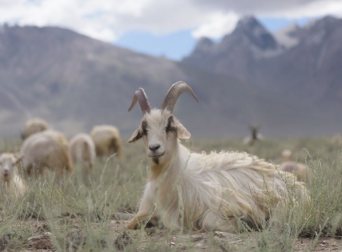 Cashmere goat